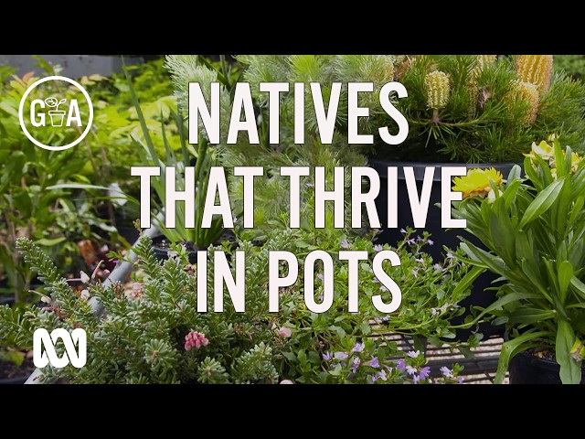 The best native plants for pots and containers | Gardening Australia