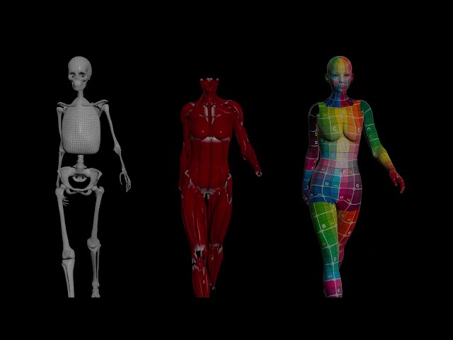 Houdini Female muscle dynamics
