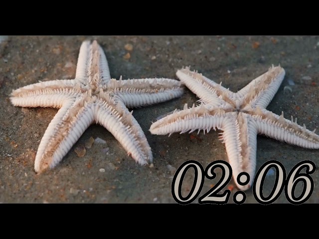 5 minute relaxing timer starfish shores countdown for relaxation focus stress relief