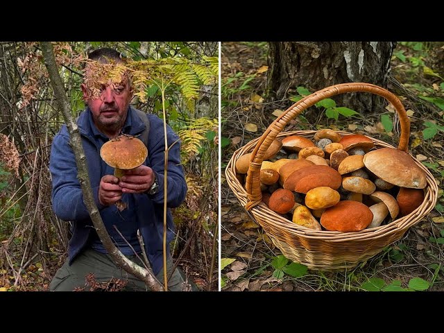 Mushroom foraging adventure in a forgotten Mountain Forest.