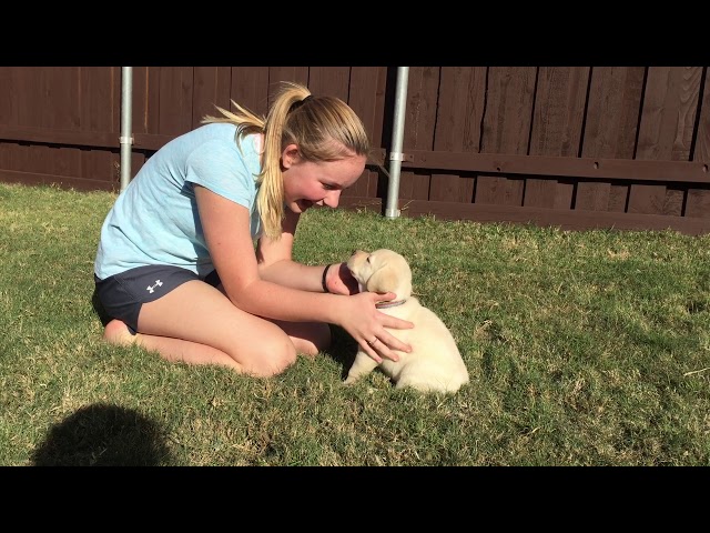 Ash - FEMALE Lab Puppy Temperament Test