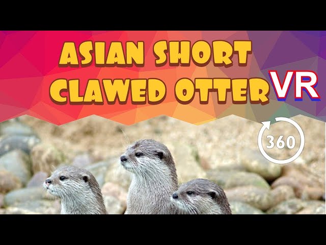 ASIAN SHORT-CLAWED OTTER / NORTHUMBERLAND COUNTY ZOO