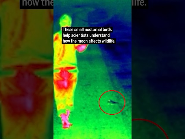 Moonlight drives energy balance for these little birds