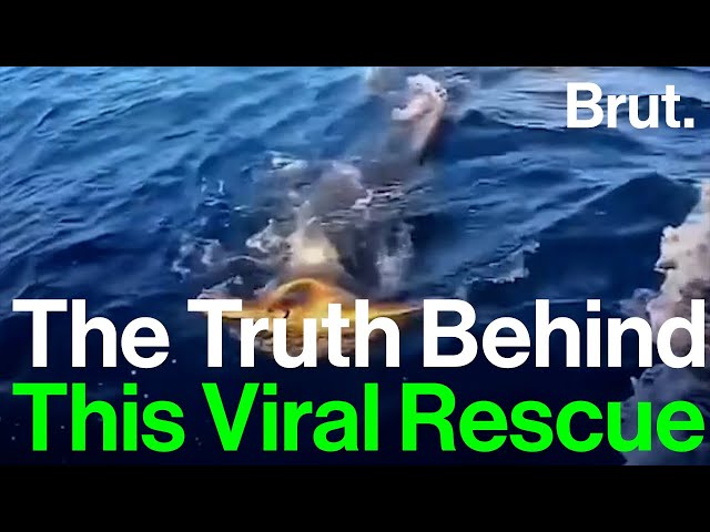 The Truth Behind This Viral Video