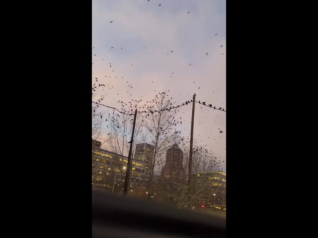 Crows flock to Portland's waterfront for another roosting season