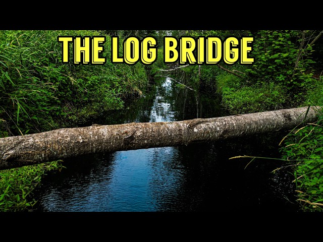 We Built a Log Bridge Across This Creek for Wildlife... Here's What We Captured