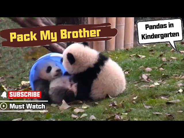 Naughty Panda "Packing" His Younger Bro Like A Take-Out Bucket | iPanda