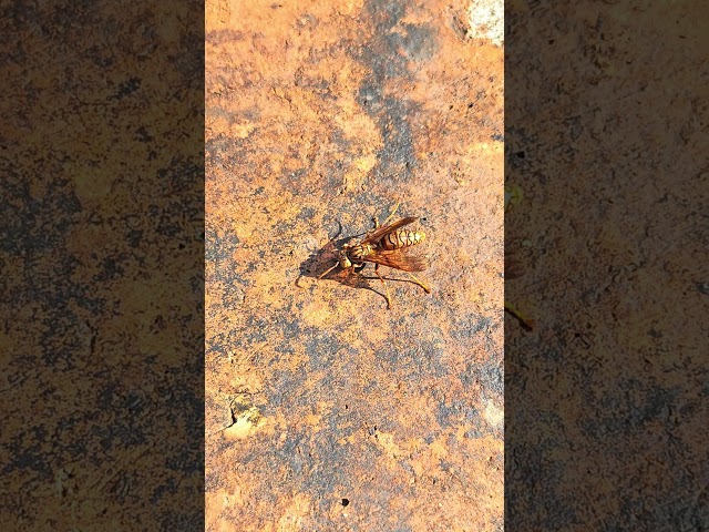 yellow bee sunbathing #bee #yellowbee #naturebee