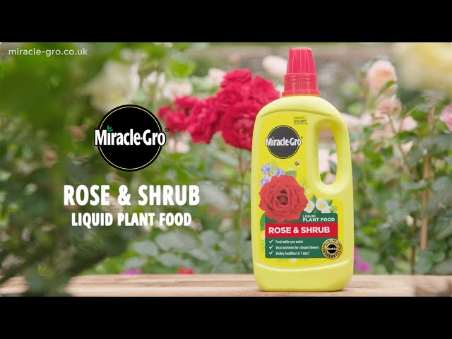 Miracle-Gro® Rose & Shrub Concentrated Liquid Plant Food | Fast-Acting Feed for Beautiful Blooms