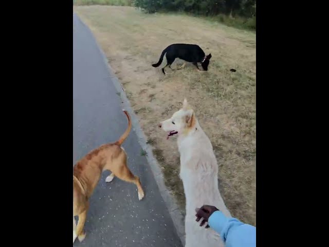 Gunner Joins The Pack, Off-Leash With Coba, Caisar & Crugar / Full Walk (5) 