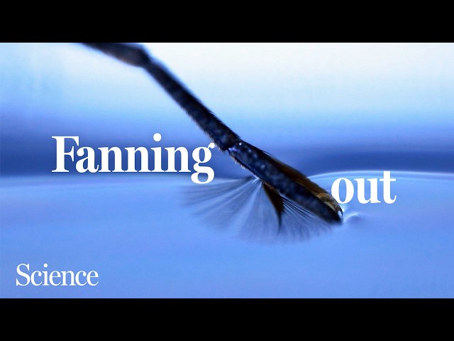 How these aquatic insects skate across the surface with ease