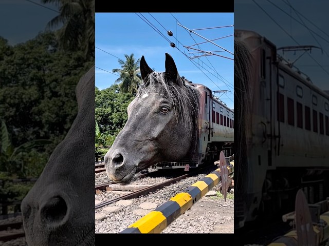 Dangerous black horse, new express train level crossing #train #shorts ￼