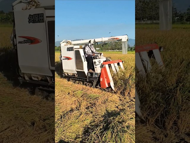 COMBINE HARVESTER KUBOTA ALA JEPANG eps 96 #kombisawah #combineharvester #kubotatractor #kubota