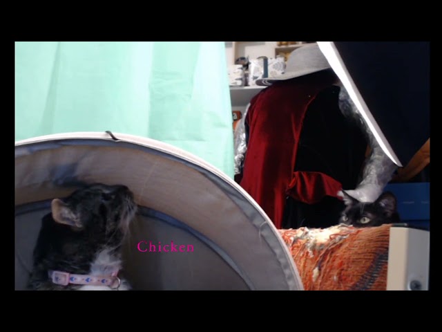 #shorts Cat Shinanigans