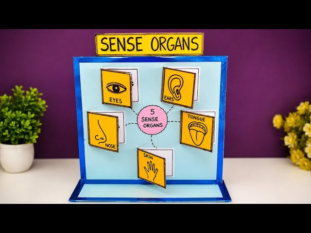 DIY Sense Organs Working Model: Simple Step-by-Step | Best 5 Senses Model for Science Exhibition