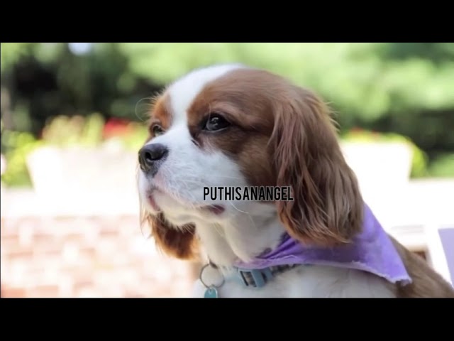 Charlie Puth - Brady The Dog Song [CharliesVlogs] | July 10, 2011