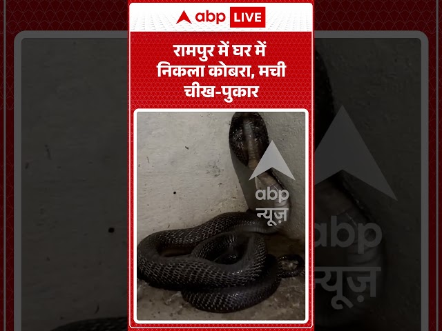 Cobra found inside a house in Rampur, chaos ensues