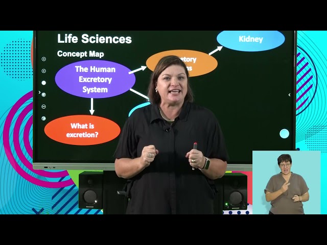 Life Sciences The Excretory System In Humans
