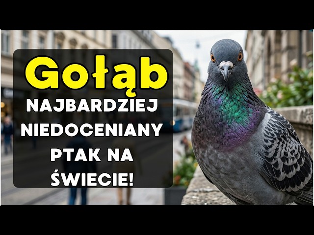 The Pigeon: The bird that recognizes human faces and remembers you for years—the incredible truth!