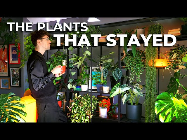 Curating My Plant Collection: The Ones That Made the Cut