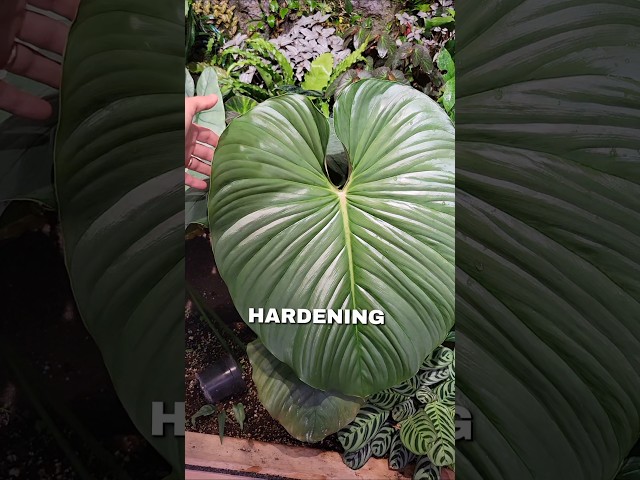 MASSIVE PHILODENRON OMG #plants #ihavethisthingwithplants #plantlover