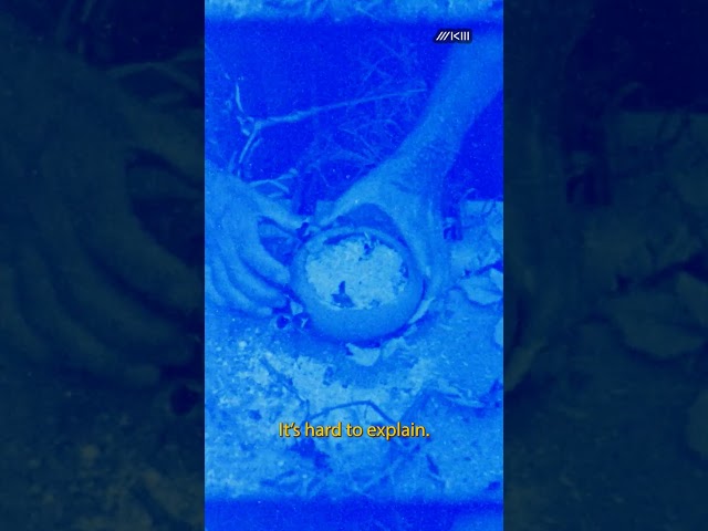 Pottery On The Orchard Teaser #analog #caffenol #contemporaryart #film
