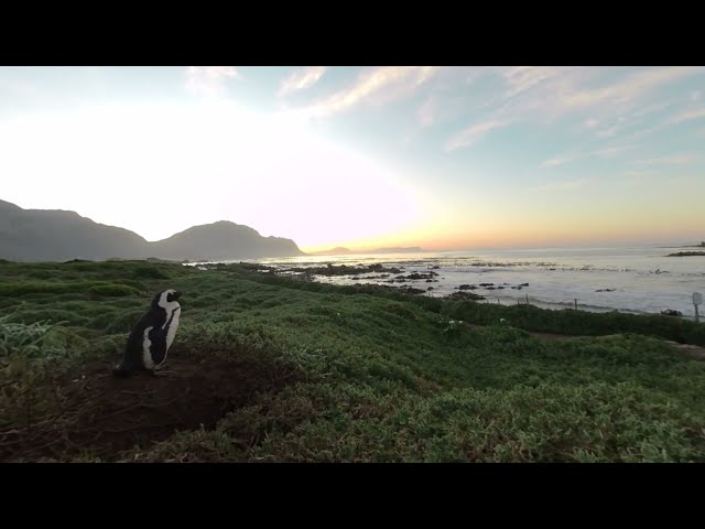 South African PENGUINS in VR180