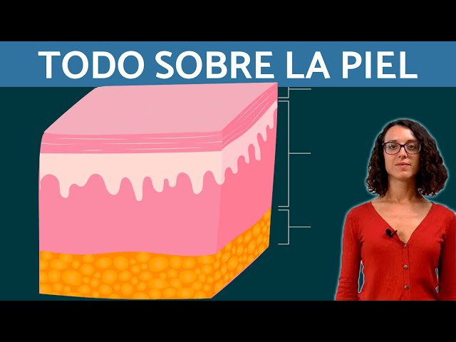 SKIN EXPLAINED: Sense of touch, layers and cells ✋