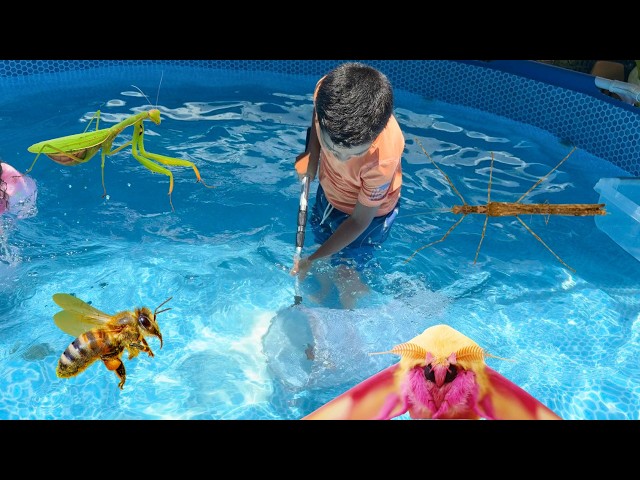 Learn and Catch Insects in the pool! Praying mantis, Maple Moth, @Toymany