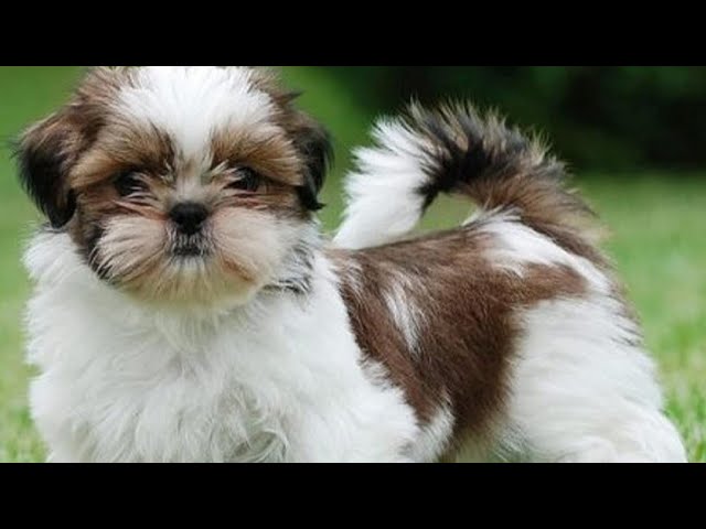 Filma cachorrinhos  Shih-tzu