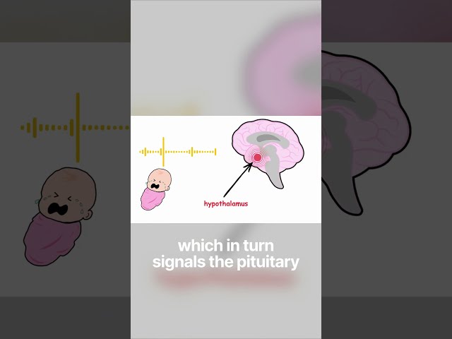 Did You Know This? Oxytocin & Prolactin  #breastfeeding #biology