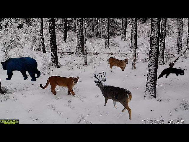 Best 2024 Idaho Trail Camera Videos Compilation