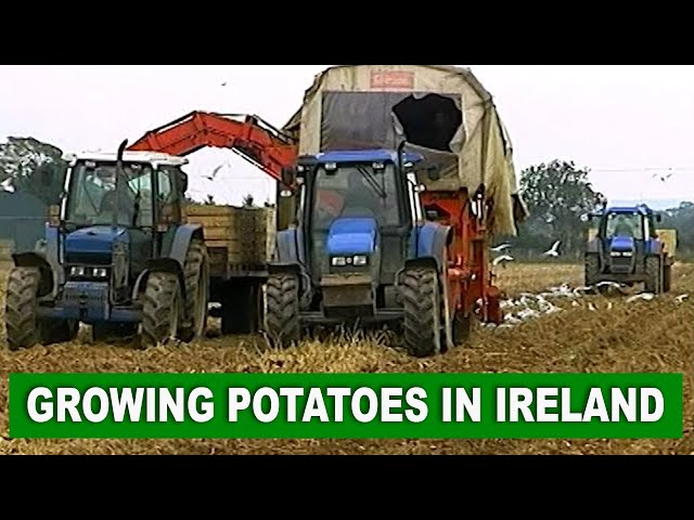 Potato Farming in Ireland ** Documentary by Videos of Irish Farming Life