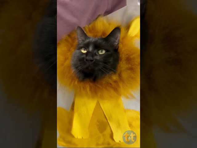 Turn Your Black Cat into a Lion with This DIY Bag! 🦁🐾 #cat