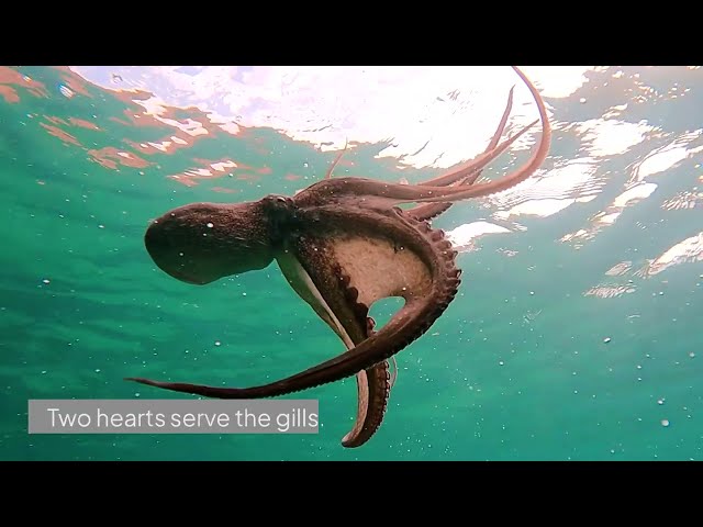 🐙 Why Does an Octopus Have Three Hearts? The Incredible Science Explained