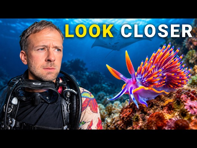 I Was Looking for Sharks. I Almost Missed This.