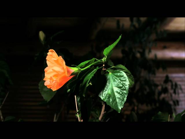 Hibiscus Flower Blooming 5 (4K UHD TV HD)