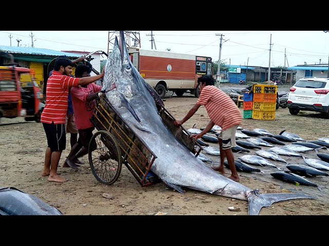 Worlds Largest Live Fish Cutting Market | Amazing Biggest Fish Markets In India | Sea Food Market