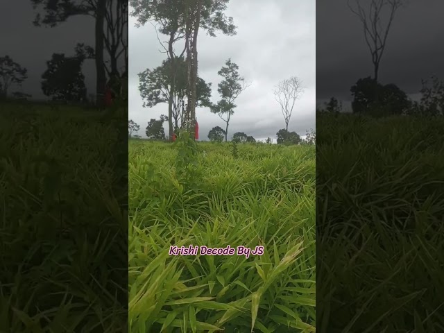 Today's Ginger crop field visit. #farming #agriculture #gingerfarming #farmer #khetibadi #shetkari