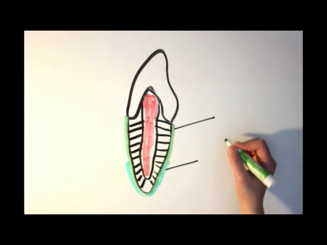 The Basics of Cementum!