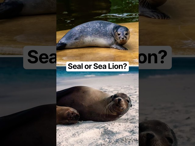 Seal or sea lion? Test yourself. #naturepbs #wildlife #animals #seal #sealion