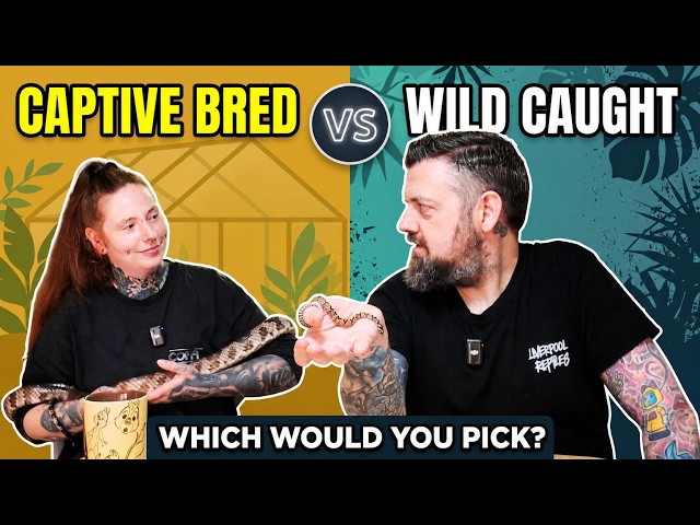 Wild Caught Pet Snake? What WC, CB & LTC Really Mean