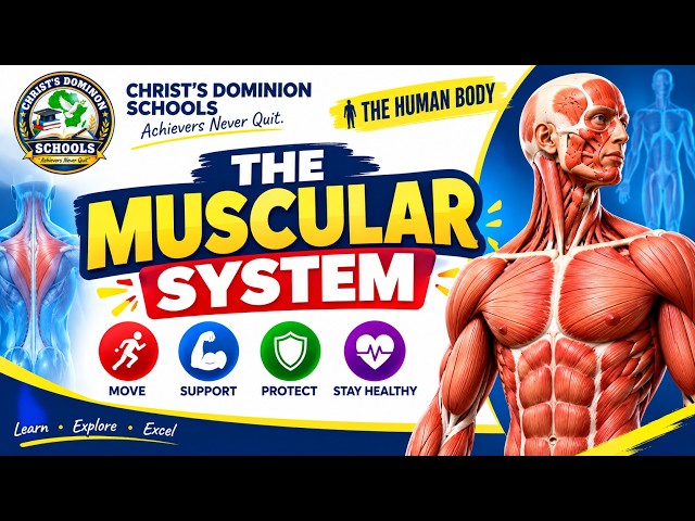 THE MUSCULAR SYSTEM | FUNCTION, DESEASES, DISORDERS,CORRECT POSTURE & HEALTH HABITS