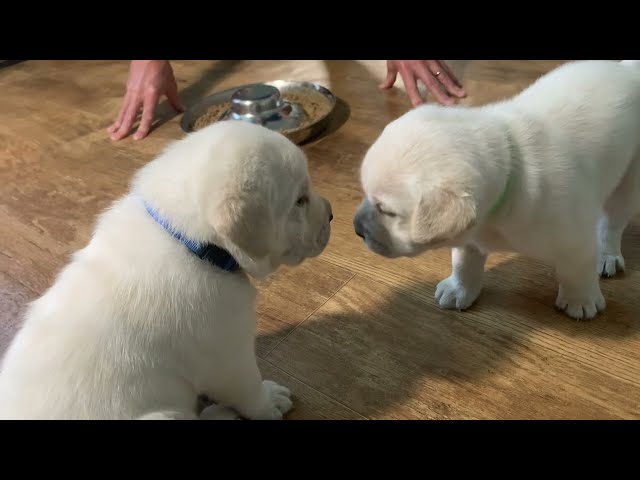 Lab Puppies have their FIRST meal of REAL food!