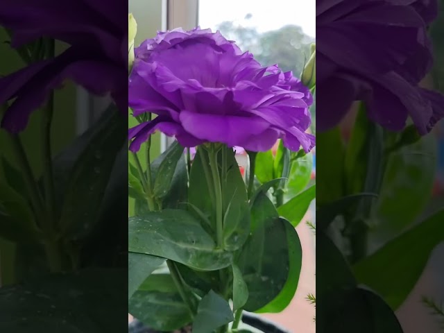 When i am not coding #coding #flowers #nature