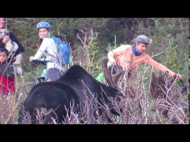 Moose & Tourists