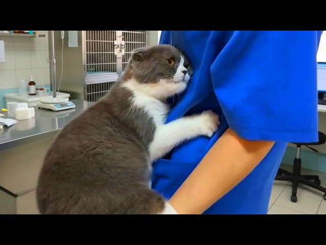 Overdramatic Cat Was NOT Ready For The Vet! 🤣 Funny Cat Videos 2026