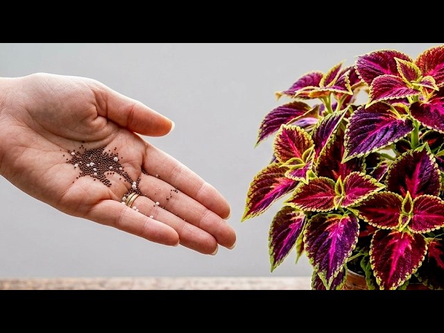 I Had No Idea These Expired Seeds Could Still Grow! | Growing Coleus from Seed 🌱