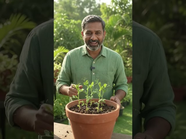 Grow peas from seed!! #trending #viral #shortsfeed #ytshorts #youtubeshorts #shorts