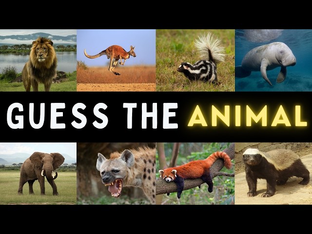 Can you guess the Animal? - Harder than you think!